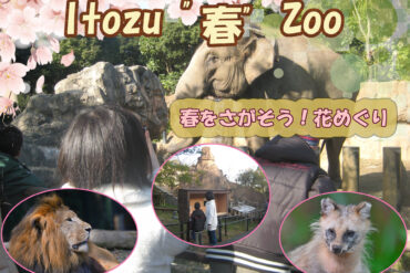 第21回　小倉城 桜まつり