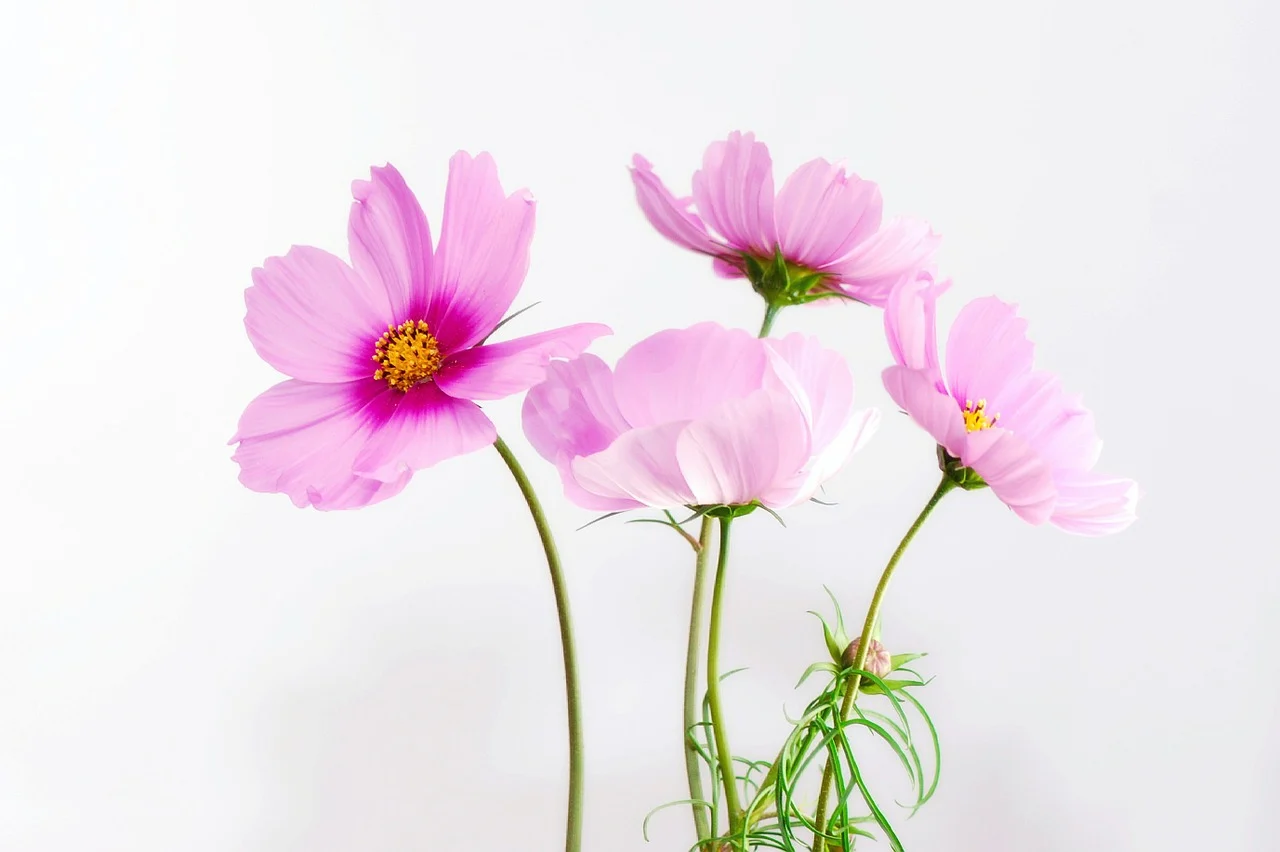 ピンク色のコスモスの花
9月14日はコスモスの日