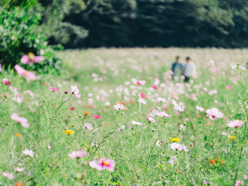 夏に開花のコスモス