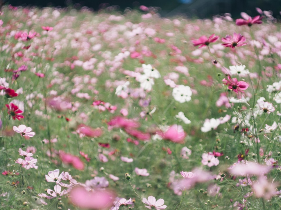 コスモスの開花時期