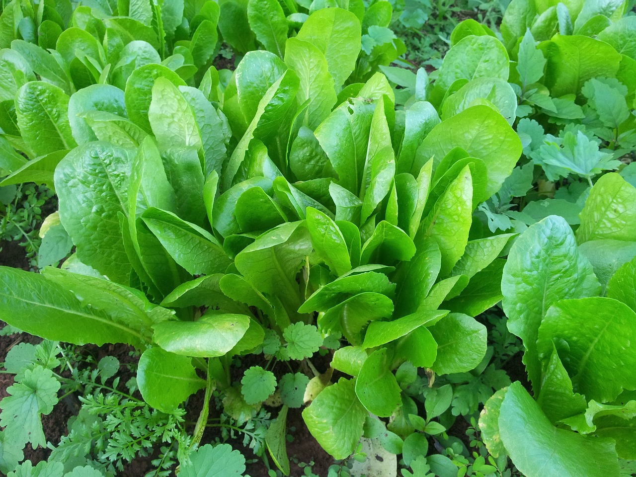 青汁の原料