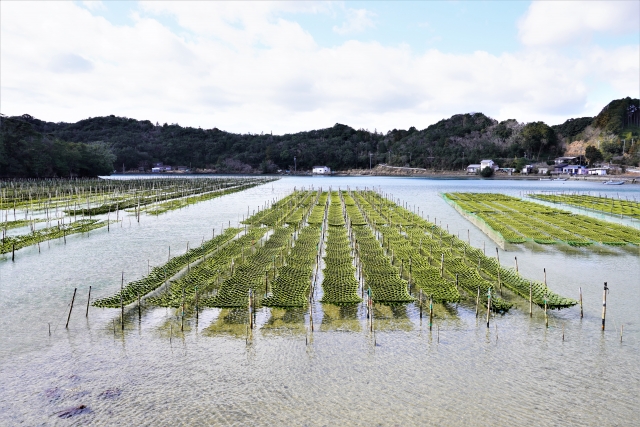 海苔の養殖