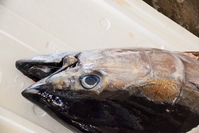 ツナ缶は、タンパク質やDHA、EPAが豊富