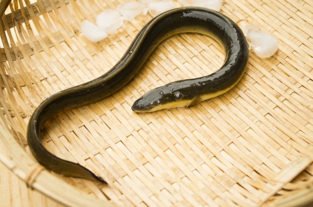 ビタミンBが豊富なうなぎ