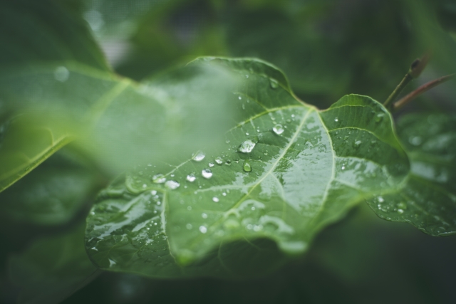 梅雨